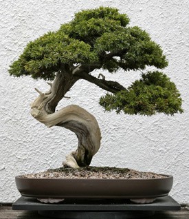 Bonsai