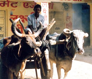 Indian-Farmer